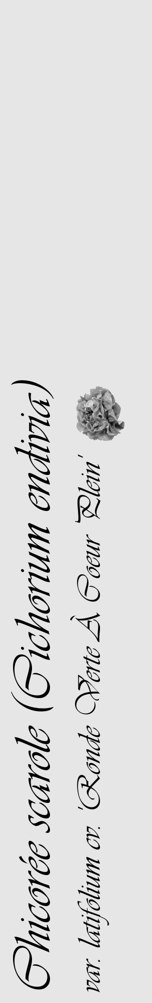 Étiquette de : Cichorium endivia var. latifolium cv. 'Ronde Verte À Coeur Plein' - format c - style noire18_basique_basiqueviv avec comestibilité simplifiée - position verticale