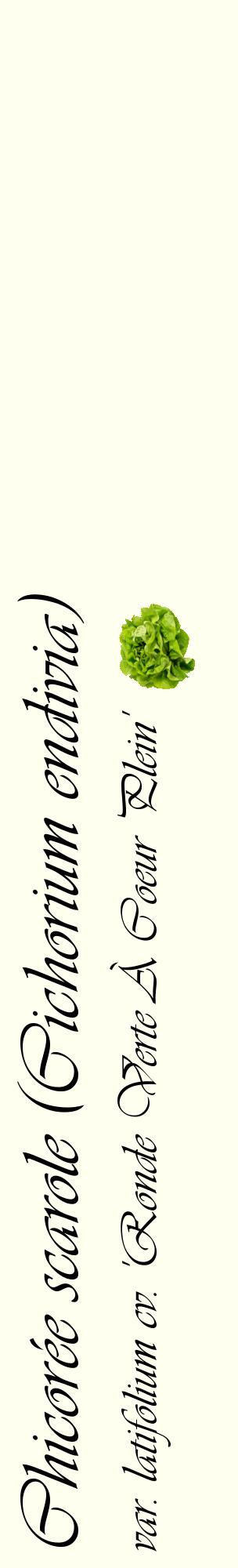 Étiquette de : Cichorium endivia var. latifolium cv. 'Ronde Verte À Coeur Plein' - format c - style noire19_basiqueviv avec comestibilité simplifiée