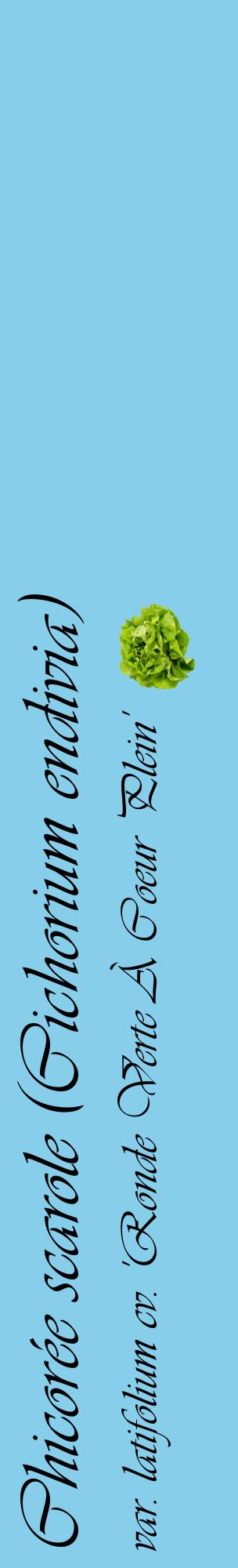 Étiquette de : Cichorium endivia var. latifolium cv. 'Ronde Verte À Coeur Plein' - format c - style noire1_basiqueviv avec comestibilité simplifiée