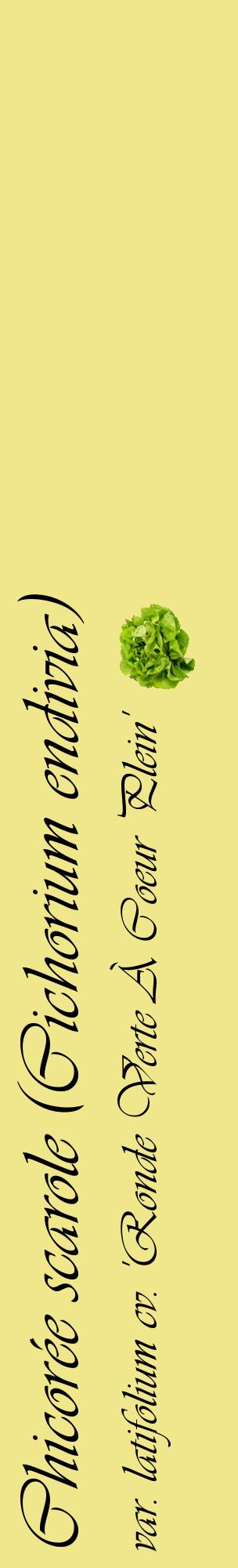 Étiquette de : Cichorium endivia var. latifolium cv. 'Ronde Verte À Coeur Plein' - format c - style noire20_basiqueviv avec comestibilité simplifiée