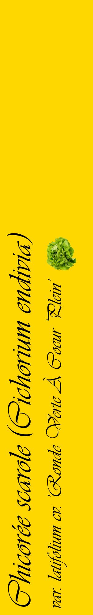 Étiquette de : Cichorium endivia var. latifolium cv. 'Ronde Verte À Coeur Plein' - format c - style noire21_basiqueviv avec comestibilité simplifiée