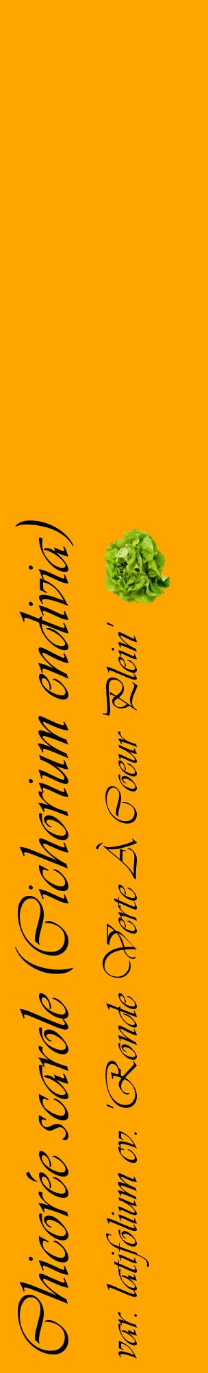 Étiquette de : Cichorium endivia var. latifolium cv. 'Ronde Verte À Coeur Plein' - format c - style noire22_basiqueviv avec comestibilité simplifiée