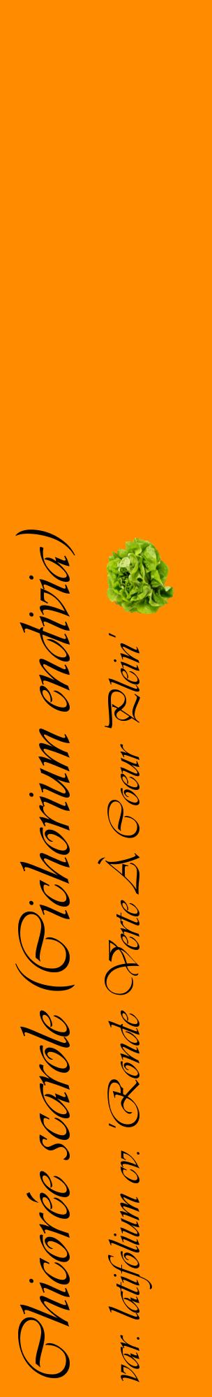 Étiquette de : Cichorium endivia var. latifolium cv. 'Ronde Verte À Coeur Plein' - format c - style noire23_basiqueviv avec comestibilité simplifiée