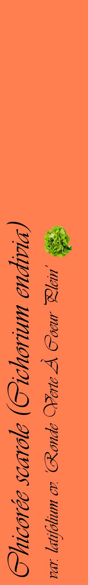 Étiquette de : Cichorium endivia var. latifolium cv. 'Ronde Verte À Coeur Plein' - format c - style noire24_basiqueviv avec comestibilité simplifiée