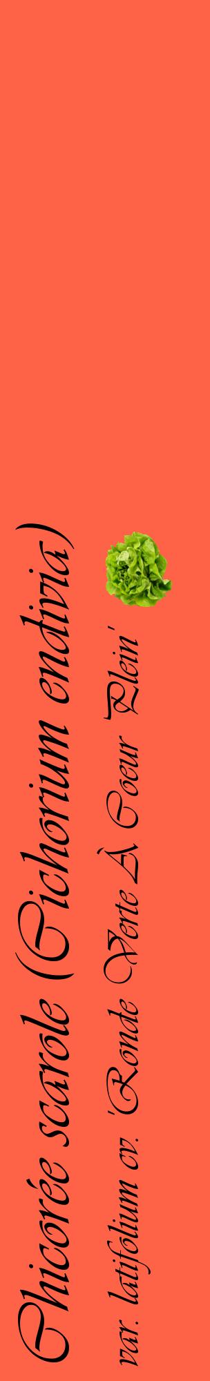 Étiquette de : Cichorium endivia var. latifolium cv. 'Ronde Verte À Coeur Plein' - format c - style noire25_basiqueviv avec comestibilité simplifiée