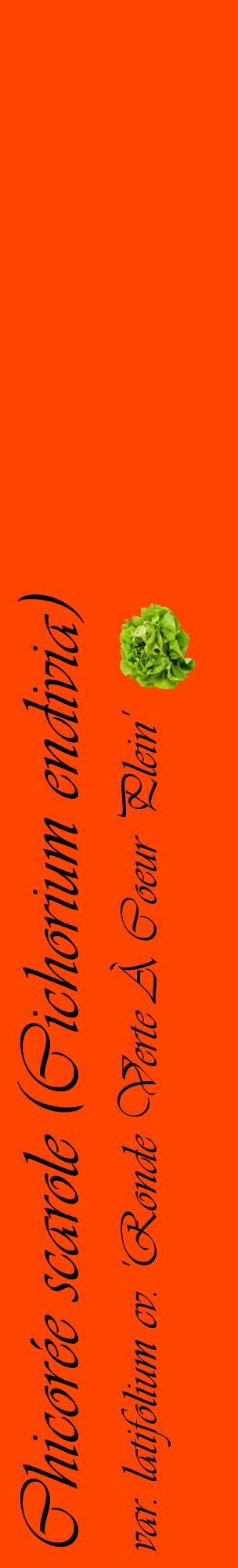 Étiquette de : Cichorium endivia var. latifolium cv. 'Ronde Verte À Coeur Plein' - format c - style noire26_basiqueviv avec comestibilité simplifiée