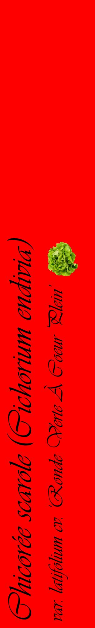 Étiquette de : Cichorium endivia var. latifolium cv. 'Ronde Verte À Coeur Plein' - format c - style noire27_basiqueviv avec comestibilité simplifiée