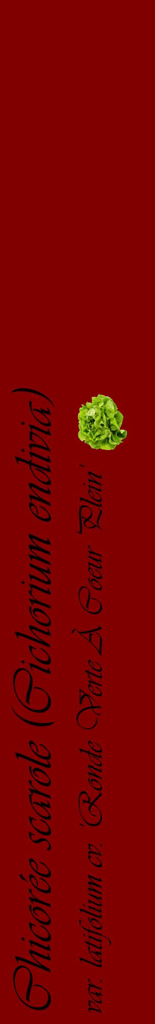 Étiquette de : Cichorium endivia var. latifolium cv. 'Ronde Verte À Coeur Plein' - format c - style noire29_basiqueviv avec comestibilité simplifiée