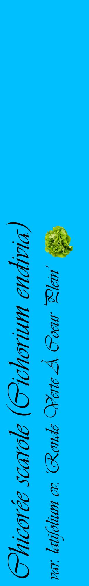 Étiquette de : Cichorium endivia var. latifolium cv. 'Ronde Verte À Coeur Plein' - format c - style noire2_basiqueviv avec comestibilité simplifiée