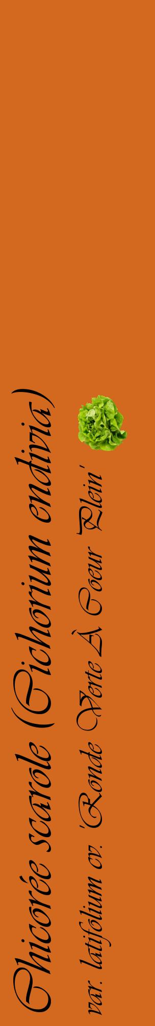 Étiquette de : Cichorium endivia var. latifolium cv. 'Ronde Verte À Coeur Plein' - format c - style noire31_basiqueviv avec comestibilité simplifiée