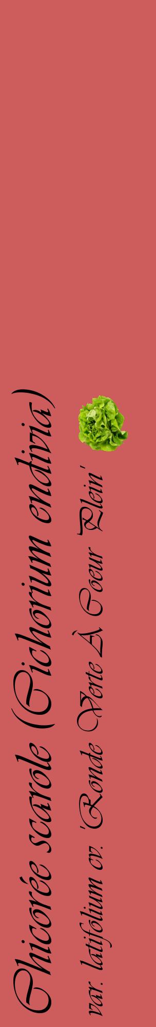 Étiquette de : Cichorium endivia var. latifolium cv. 'Ronde Verte À Coeur Plein' - format c - style noire35_basiqueviv avec comestibilité simplifiée