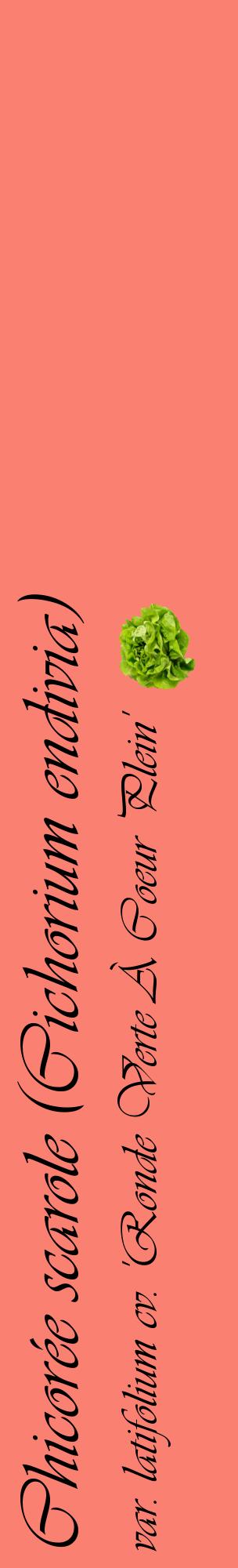 Étiquette de : Cichorium endivia var. latifolium cv. 'Ronde Verte À Coeur Plein' - format c - style noire38_basiqueviv avec comestibilité simplifiée
