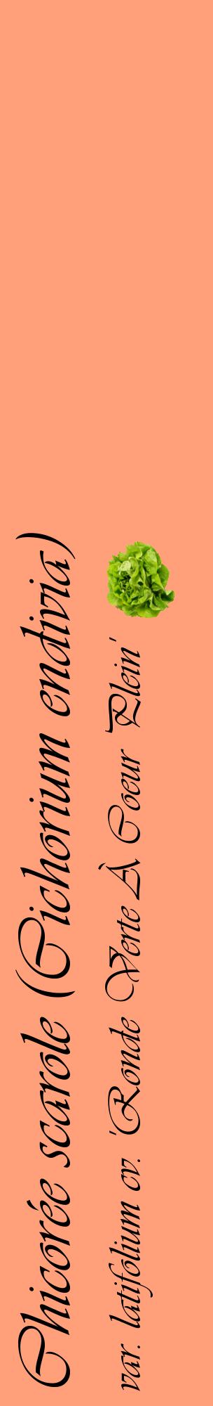 Étiquette de : Cichorium endivia var. latifolium cv. 'Ronde Verte À Coeur Plein' - format c - style noire39_basiqueviv avec comestibilité simplifiée