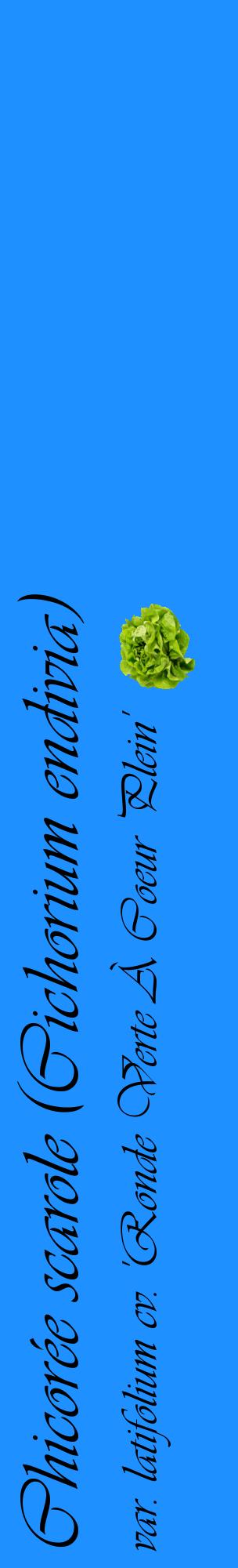 Étiquette de : Cichorium endivia var. latifolium cv. 'Ronde Verte À Coeur Plein' - format c - style noire3_basiqueviv avec comestibilité simplifiée