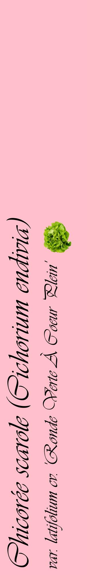 Étiquette de : Cichorium endivia var. latifolium cv. 'Ronde Verte À Coeur Plein' - format c - style noire40_basiqueviv avec comestibilité simplifiée