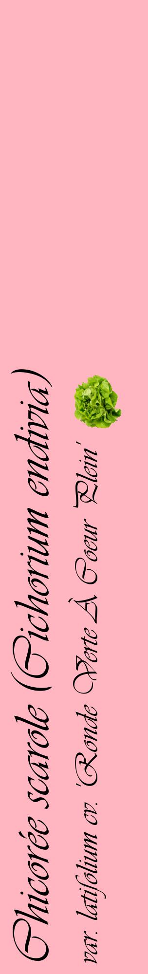 Étiquette de : Cichorium endivia var. latifolium cv. 'Ronde Verte À Coeur Plein' - format c - style noire41_basiqueviv avec comestibilité simplifiée