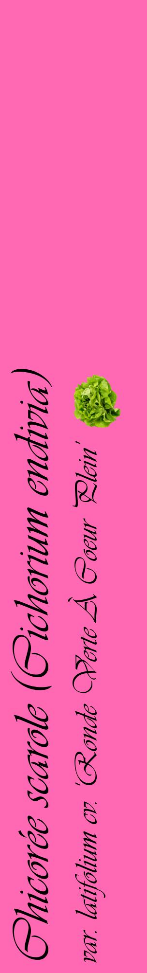 Étiquette de : Cichorium endivia var. latifolium cv. 'Ronde Verte À Coeur Plein' - format c - style noire42_basiqueviv avec comestibilité simplifiée