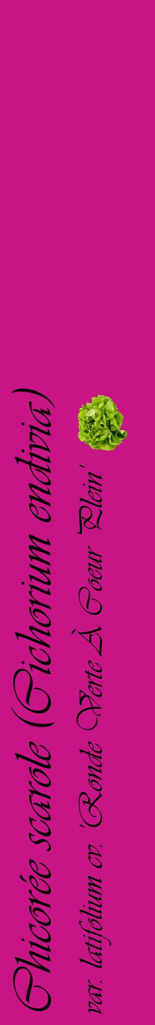 Étiquette de : Cichorium endivia var. latifolium cv. 'Ronde Verte À Coeur Plein' - format c - style noire45_basiqueviv avec comestibilité simplifiée