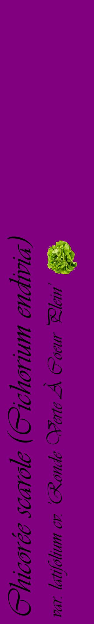 Étiquette de : Cichorium endivia var. latifolium cv. 'Ronde Verte À Coeur Plein' - format c - style noire46_basiqueviv avec comestibilité simplifiée