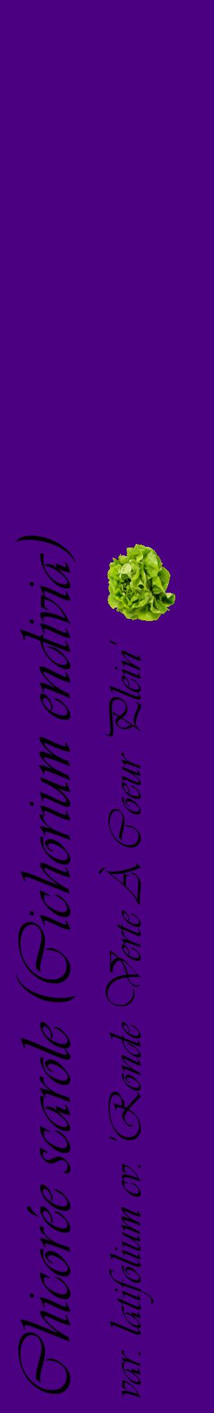 Étiquette de : Cichorium endivia var. latifolium cv. 'Ronde Verte À Coeur Plein' - format c - style noire47_basiqueviv avec comestibilité simplifiée