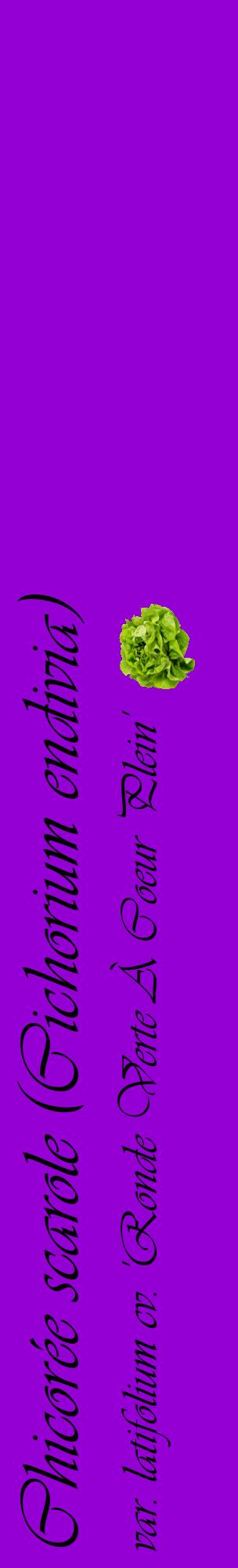 Étiquette de : Cichorium endivia var. latifolium cv. 'Ronde Verte À Coeur Plein' - format c - style noire48_basiqueviv avec comestibilité simplifiée