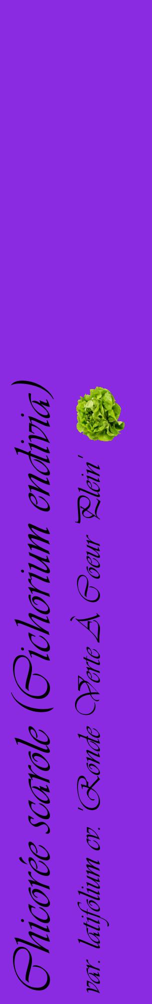 Étiquette de : Cichorium endivia var. latifolium cv. 'Ronde Verte À Coeur Plein' - format c - style noire49_basiqueviv avec comestibilité simplifiée