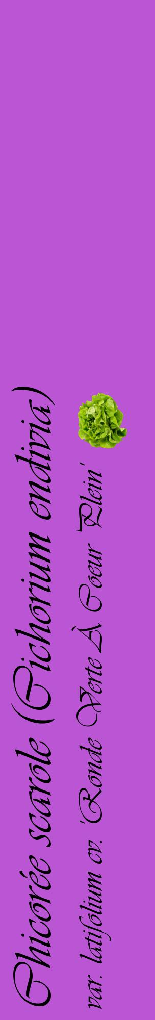 Étiquette de : Cichorium endivia var. latifolium cv. 'Ronde Verte À Coeur Plein' - format c - style noire50_basiqueviv avec comestibilité simplifiée