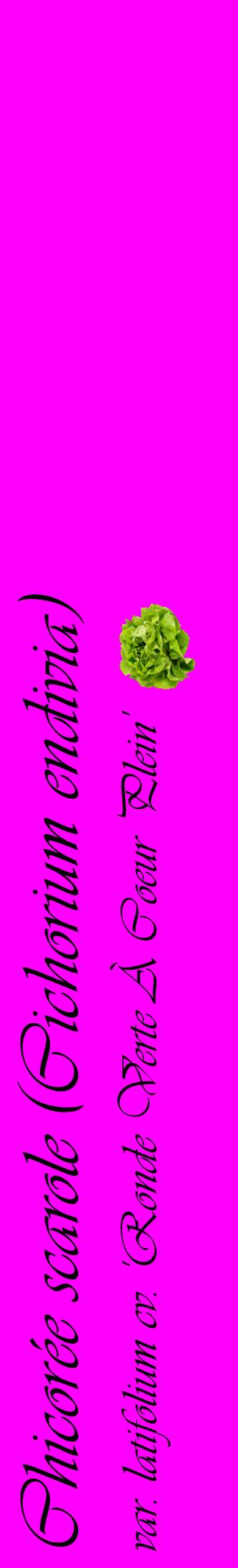 Étiquette de : Cichorium endivia var. latifolium cv. 'Ronde Verte À Coeur Plein' - format c - style noire51_basiqueviv avec comestibilité simplifiée