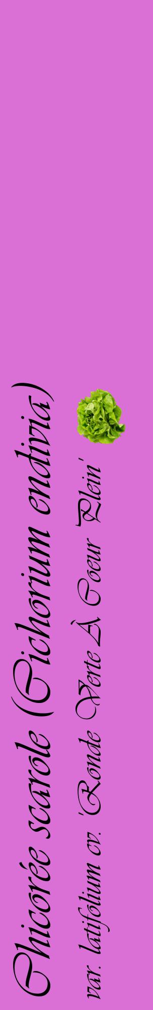 Étiquette de : Cichorium endivia var. latifolium cv. 'Ronde Verte À Coeur Plein' - format c - style noire52_basiqueviv avec comestibilité simplifiée