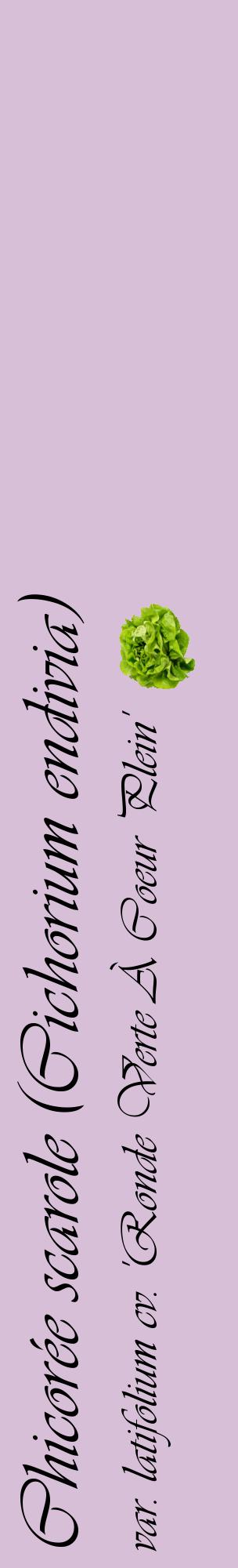 Étiquette de : Cichorium endivia var. latifolium cv. 'Ronde Verte À Coeur Plein' - format c - style noire54_basiqueviv avec comestibilité simplifiée