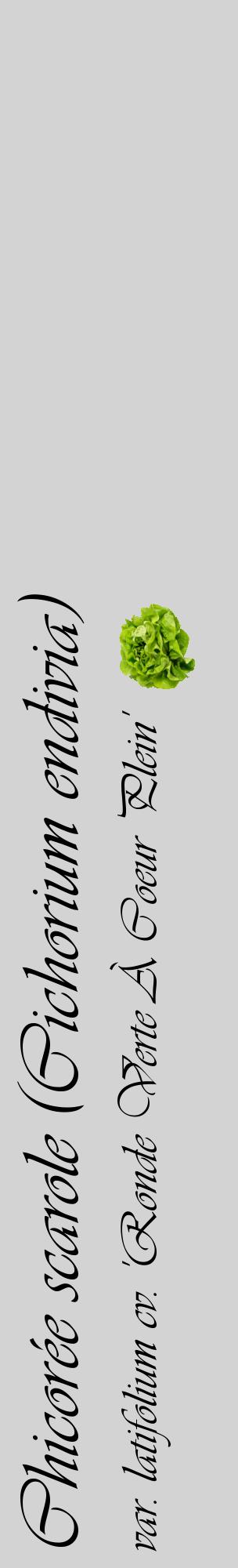 Étiquette de : Cichorium endivia var. latifolium cv. 'Ronde Verte À Coeur Plein' - format c - style noire56_basiqueviv avec comestibilité simplifiée