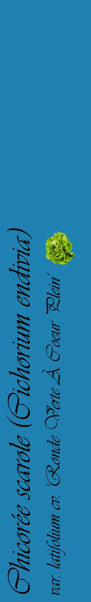Étiquette de : Cichorium endivia var. latifolium cv. 'Ronde Verte À Coeur Plein' - format c - style noire6_basiqueviv avec comestibilité simplifiée