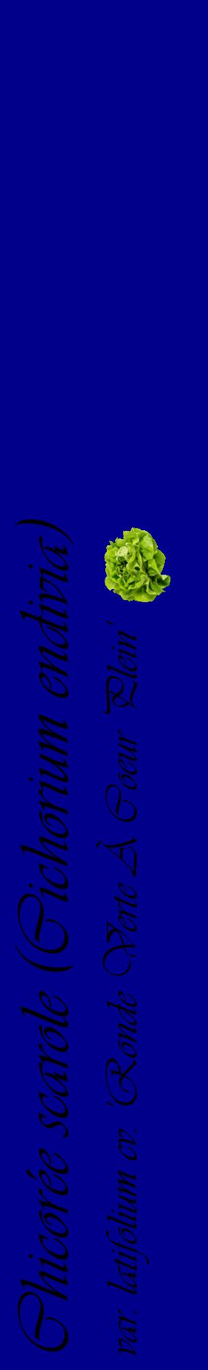 Étiquette de : Cichorium endivia var. latifolium cv. 'Ronde Verte À Coeur Plein' - format c - style noire7_basiqueviv avec comestibilité simplifiée