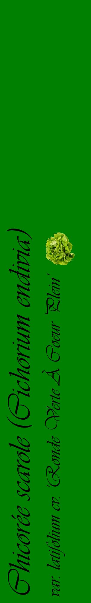 Étiquette de : Cichorium endivia var. latifolium cv. 'Ronde Verte À Coeur Plein' - format c - style noire9_basiqueviv avec comestibilité simplifiée