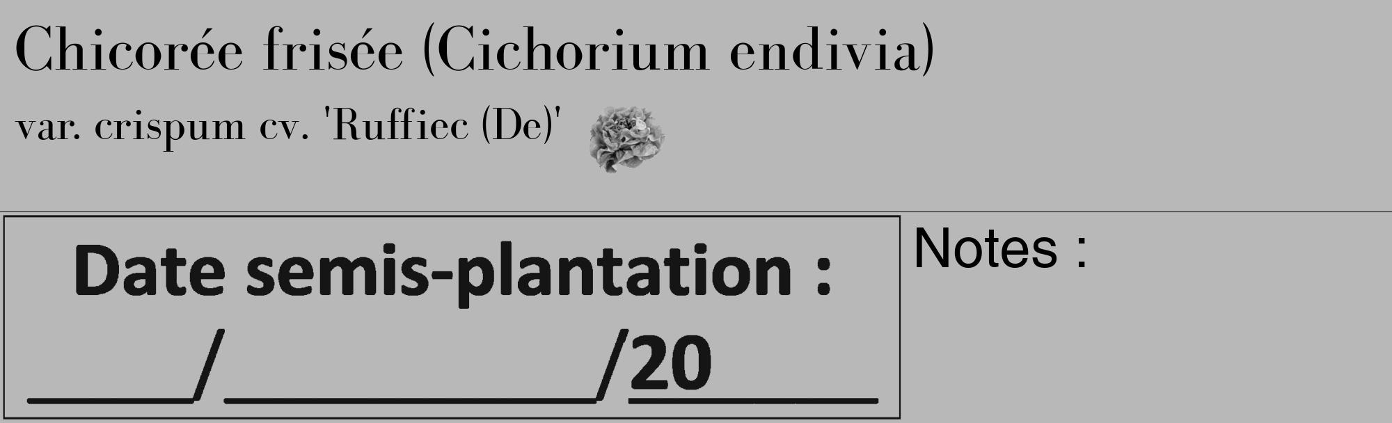 Étiquette de : Cichorium endivia var. crispum cv. 'Ruffiec (De)' - format c - style noire39_basique_basiquebod avec comestibilité simplifiée