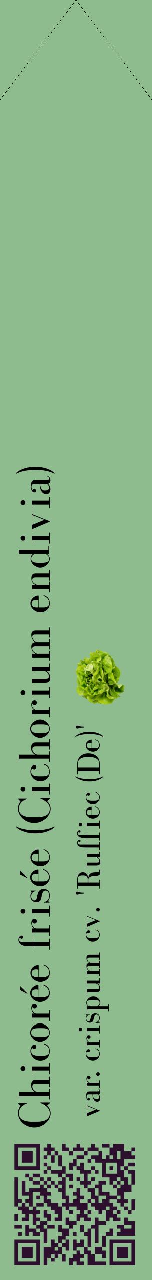 Étiquette de : Cichorium endivia var. crispum cv. 'Ruffiec (De)' - format c - style noire13_simplebod avec qrcode et comestibilité simplifiée