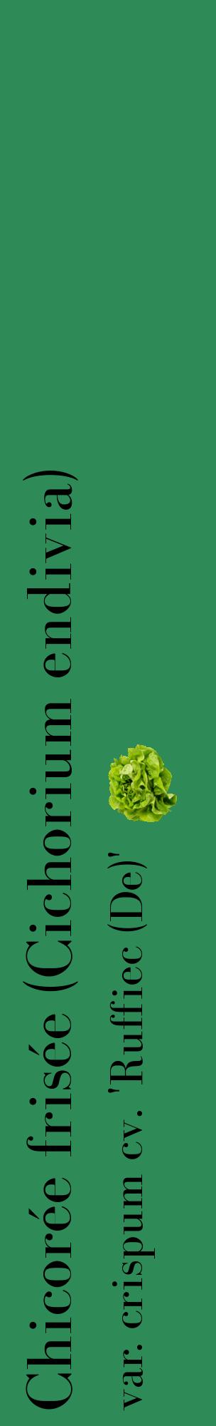 Étiquette de : Cichorium endivia var. crispum cv. 'Ruffiec (De)' - format c - style noire11_basiquebod avec comestibilité simplifiée
