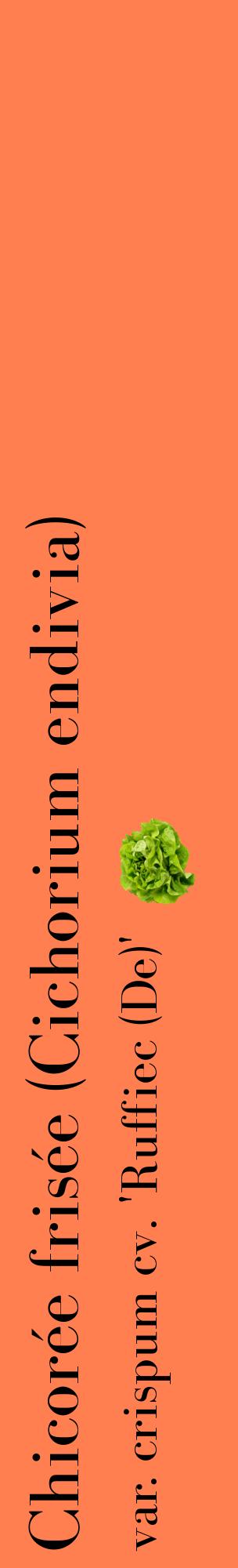 Étiquette de : Cichorium endivia var. crispum cv. 'Ruffiec (De)' - format c - style noire24_basiquebod avec comestibilité simplifiée
