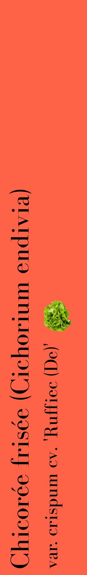 Étiquette de : Cichorium endivia var. crispum cv. 'Ruffiec (De)' - format c - style noire25_basiquebod avec comestibilité simplifiée
