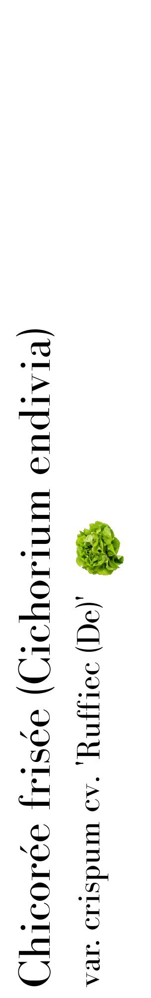 Étiquette de : Cichorium endivia var. crispum cv. 'Ruffiec (De)' - format c - style noire60_basiquebod avec comestibilité simplifiée