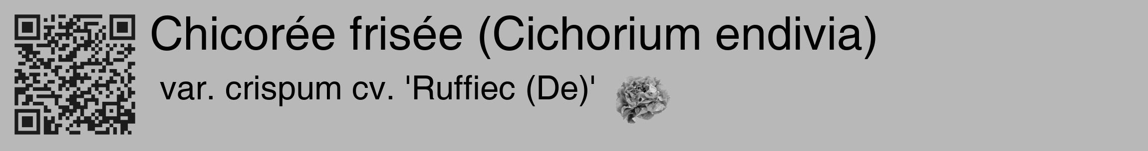 Étiquette de : Cichorium endivia var. crispum cv. 'Ruffiec (De)' - format c - style noire39_basique_basiquehel avec qrcode et comestibilité simplifiée