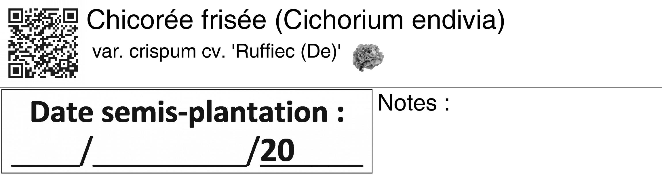 Étiquette de : Cichorium endivia var. crispum cv. 'Ruffiec (De)' - format c - style noire60_basiquegrrvhel avec qrcode et comestibilité simplifiée