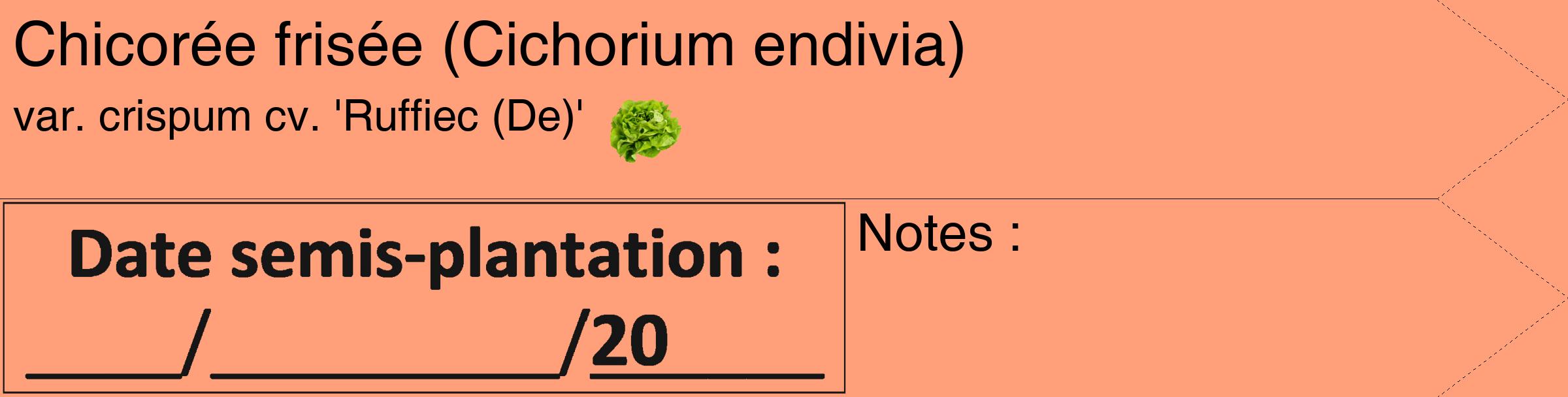 Étiquette de : Cichorium endivia var. crispum cv. 'Ruffiec (De)' - format c - style noire39_simple_simplehel avec comestibilité simplifiée