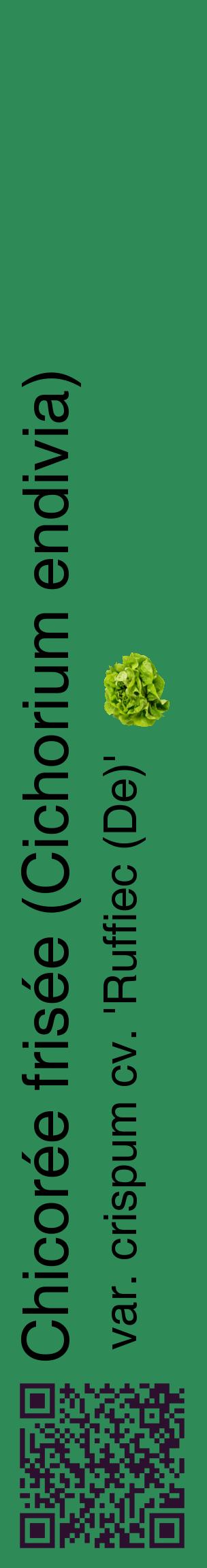 Étiquette de : Cichorium endivia var. crispum cv. 'Ruffiec (De)' - format c - style noire11_basiquehel avec qrcode et comestibilité simplifiée