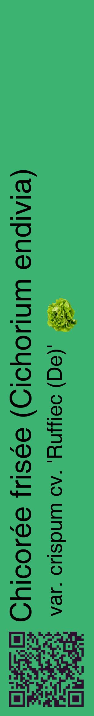 Étiquette de : Cichorium endivia var. crispum cv. 'Ruffiec (De)' - format c - style noire12_basiquehel avec qrcode et comestibilité simplifiée