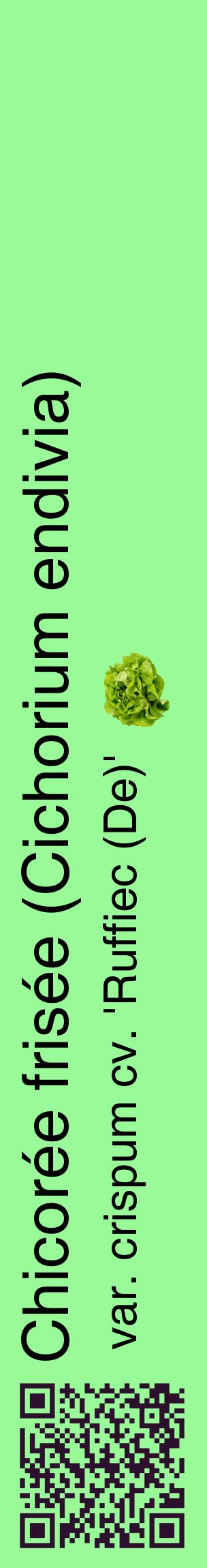 Étiquette de : Cichorium endivia var. crispum cv. 'Ruffiec (De)' - format c - style noire14_basiquehel avec qrcode et comestibilité simplifiée