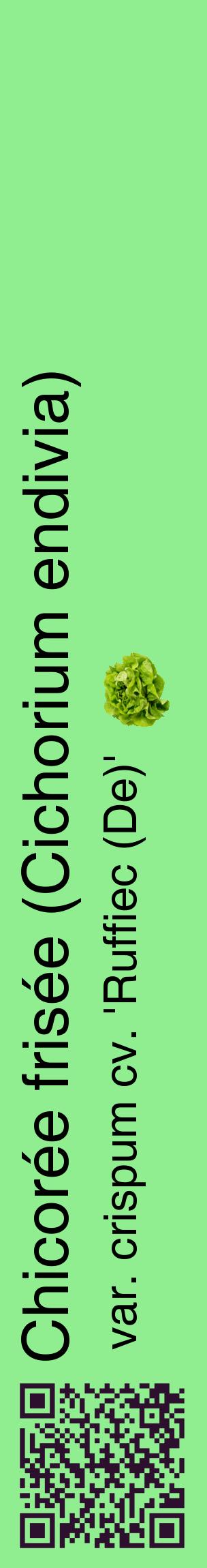 Étiquette de : Cichorium endivia var. crispum cv. 'Ruffiec (De)' - format c - style noire15_basiquehel avec qrcode et comestibilité simplifiée