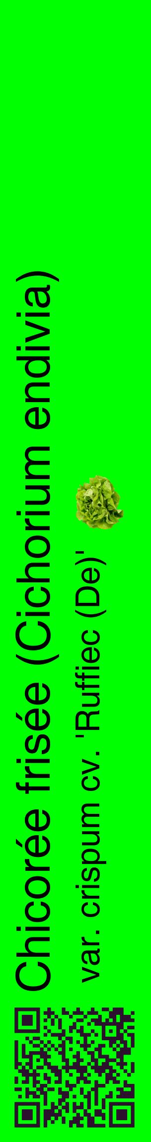 Étiquette de : Cichorium endivia var. crispum cv. 'Ruffiec (De)' - format c - style noire16_basiquehel avec qrcode et comestibilité simplifiée