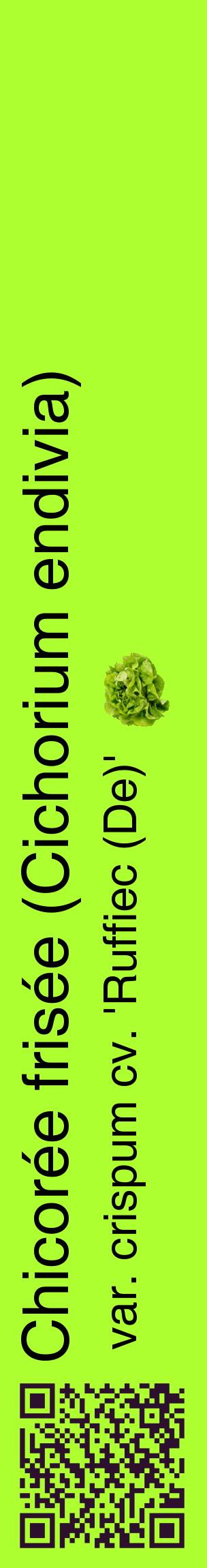 Étiquette de : Cichorium endivia var. crispum cv. 'Ruffiec (De)' - format c - style noire17_basiquehel avec qrcode et comestibilité simplifiée