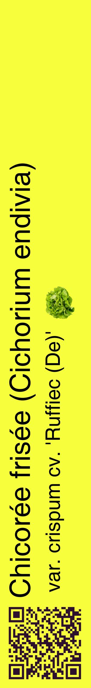 Étiquette de : Cichorium endivia var. crispum cv. 'Ruffiec (De)' - format c - style noire18_basiquehel avec qrcode et comestibilité simplifiée